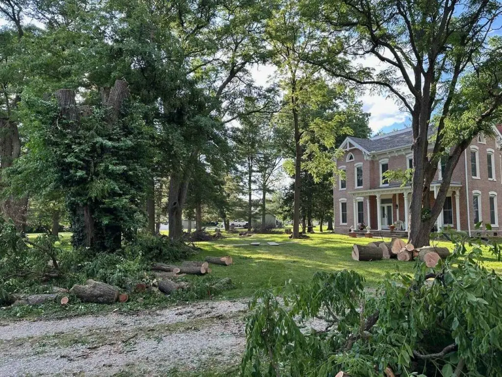 Expert Care, Neatly Done: Our Tree Removal Experience