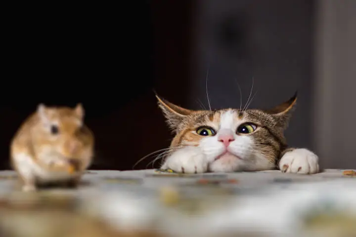 Leaky Roofs and Mouse Hunting: Updates from Our Ongoing Home Renovation
